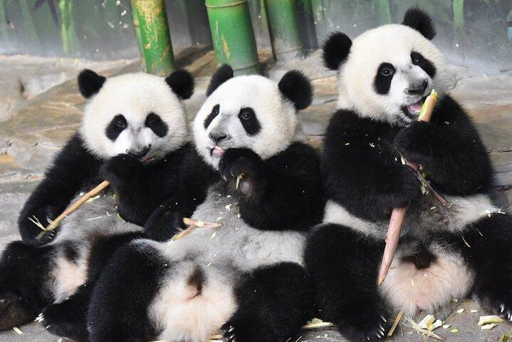 Guangzhou Chimelong Safari Park