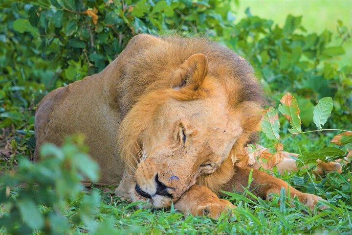 From Zanzibar : Private Full-Day Safari Selous with Flights