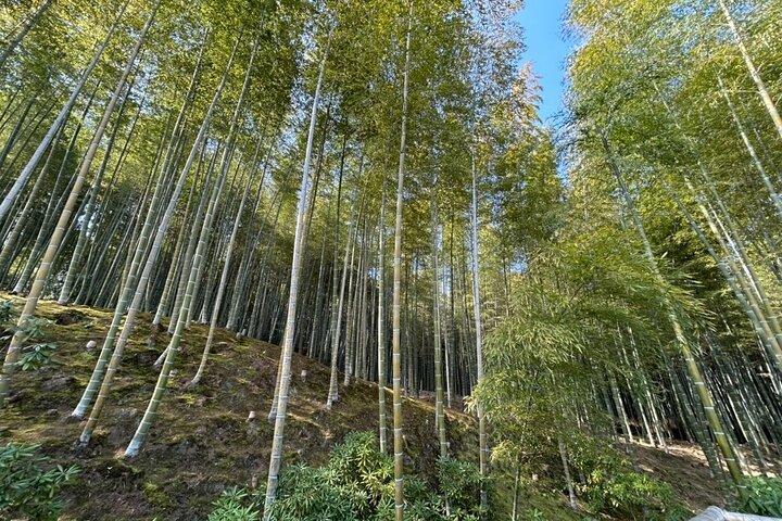 (4hours)Zero Emission Car Private Kyoto Tour with Japanese Guide