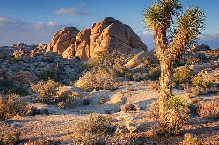 Private Joshua Tree NP Day tour from San Diego (10 hours)