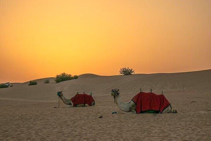 Budget-Friendly Evening Desert Safari Dubai with BBQ Dinner