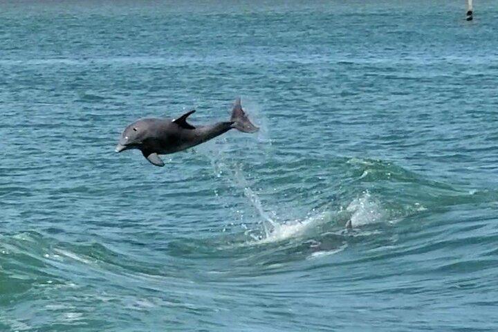 5 PM Golden Hour Dolphin Watch