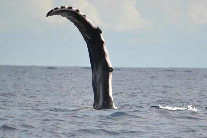 Whale watching in the calm of the peninsula with Tātahi tours