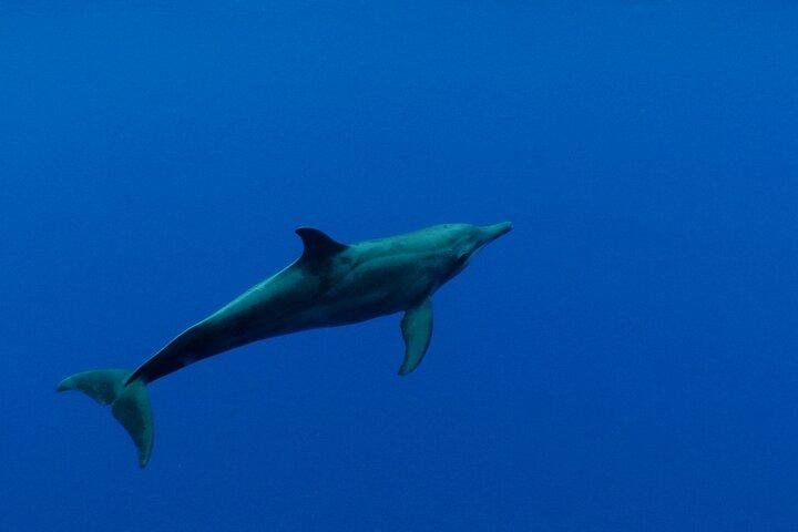Whale watching in the calm of the peninsula with Tātahi tours
