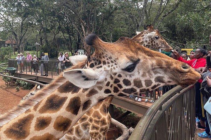 Giraffe Center and Nairobi National Park Tour