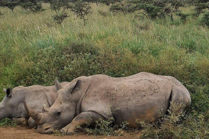 Giraffe Center and Nairobi National Park Tour