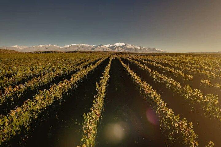 Salentein (Uco Valley) + 2 wineries with lunch included