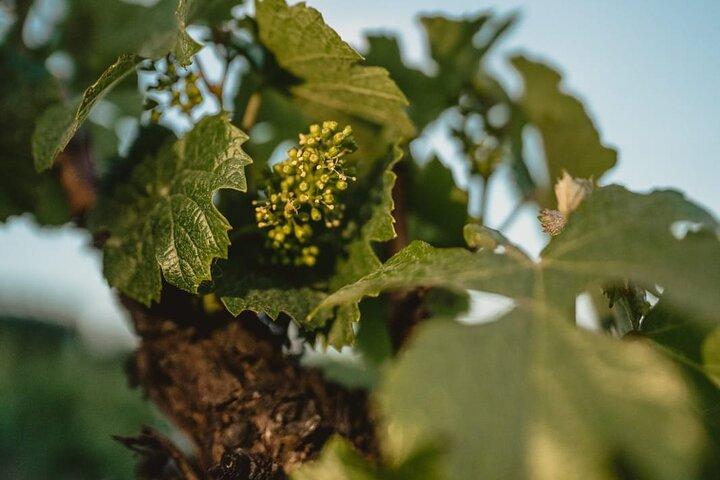Salentein (Uco Valley) + 2 wineries with lunch included