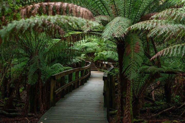 Hastings Caves, Tahune Airwalk and the Huon Tasting Trail