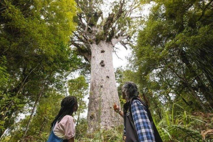 Small-Group Mystical Waipoua Forest Kauri Tour from Auckland