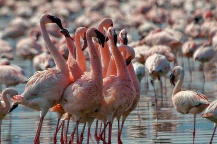 Private Day Tour to Lake Bogoria from Nairobi