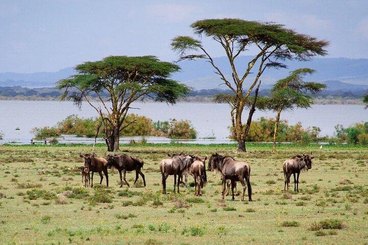 Crescent Island Walking Safari and Boat Riding Tour