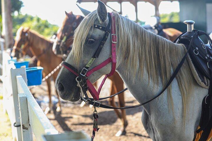 Horseback Riding Tour at Private Ranch