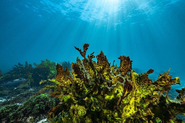 Guided Snorkeling Experience in Bondi