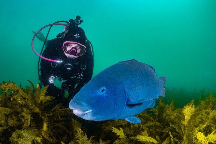 Half-Day Private Discover Dive at Australia's Iconic Beach