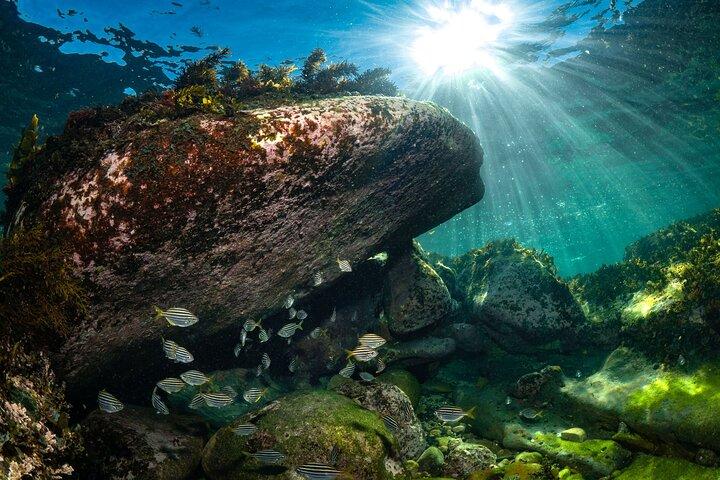 Guided Snorkeling Experience in Bondi