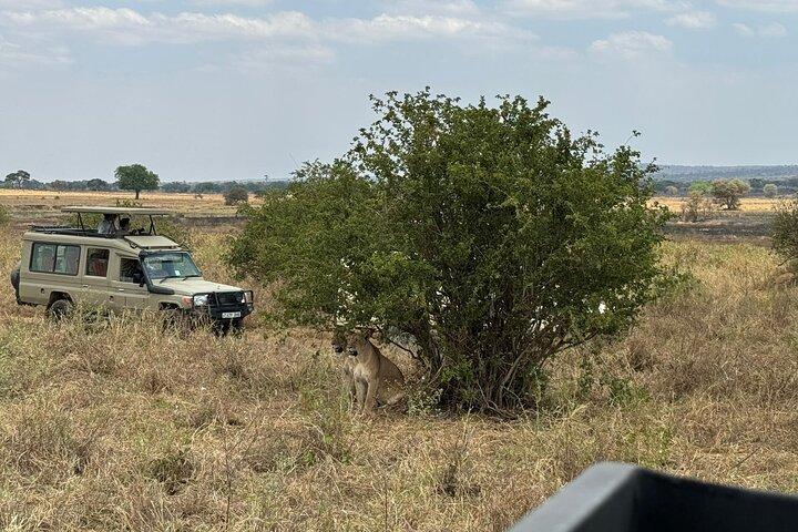 6 days Serengeti fly -in safari & zanzibar holiday