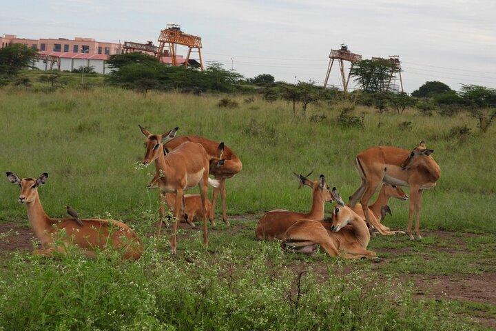 Tour Safari; Nairobi National Park