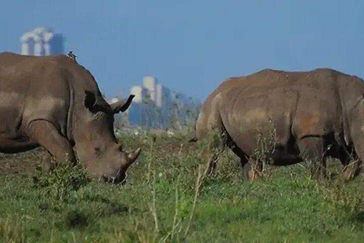 Tour Safari; Nairobi National Park