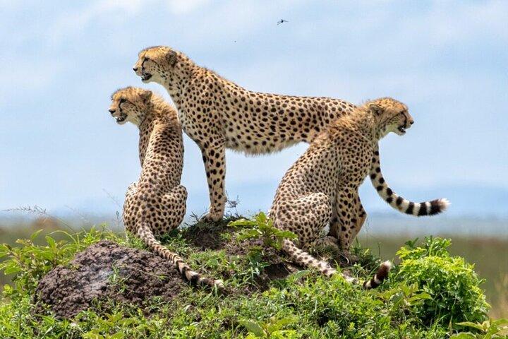 Tour Safari; Nairobi National Park
