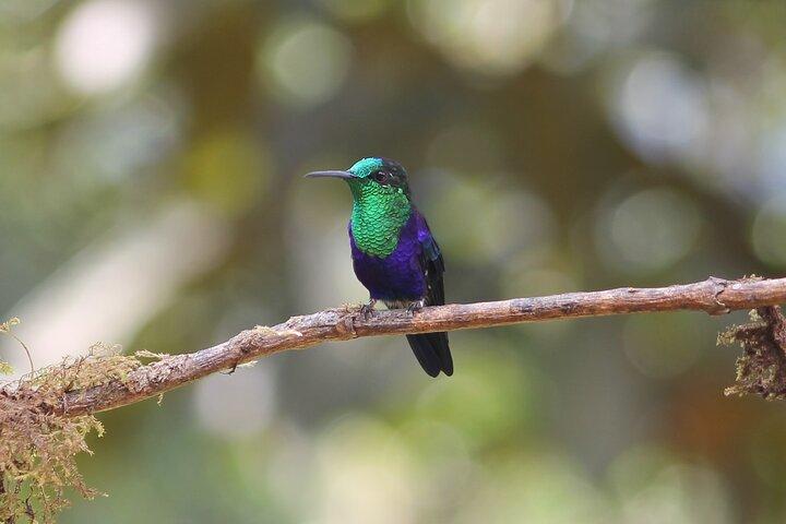 Easy Birdwatching in Cali Colombia (4 Hours)