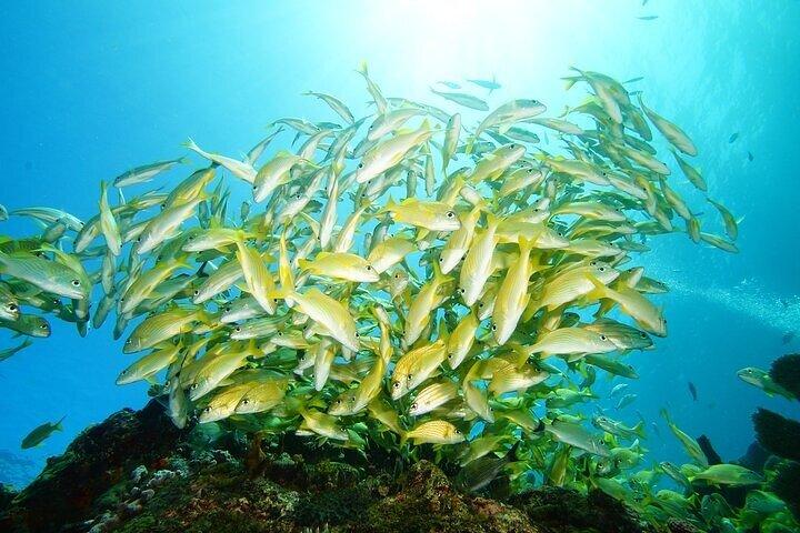 Two Dives and Class for Begginers Divers in Cancun