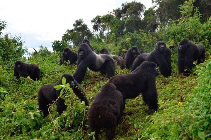 One Day Private Gorillas Tracking in Volcanoes National Park