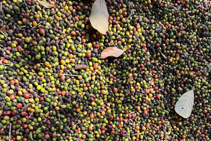 Tour Coffee Farm near São Paulo: Rural Culture and Lunch