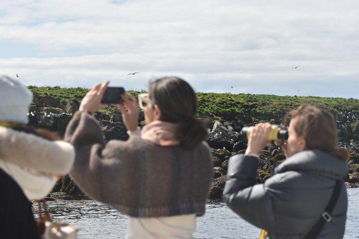 Classic Puffin Watching Cruise from Downtown Reykjavík