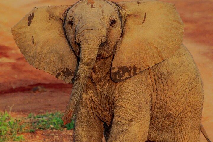 Safari in Tsavo and Amboseli for 4 Days and 3 Nights
