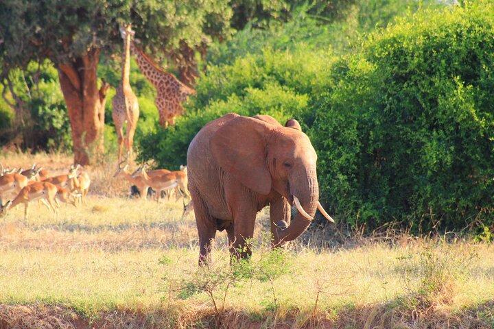 Safari in Tsavo and Amboseli for 4 Days and 3 Nights