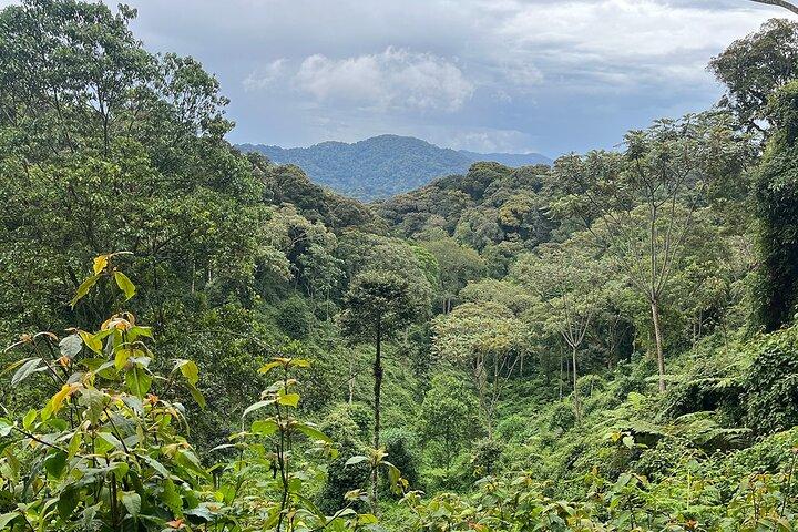 1 Day Nyungwe Canopy Walk & Waterfall Adventure