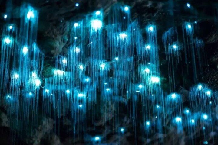 Waitomo Spellbound Glowworm Caves Small Group Tour from Auckland