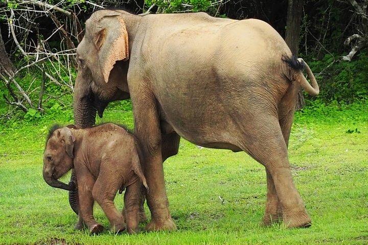 Yala National Park Special Leopard Safari Tours By Dinuka Safari