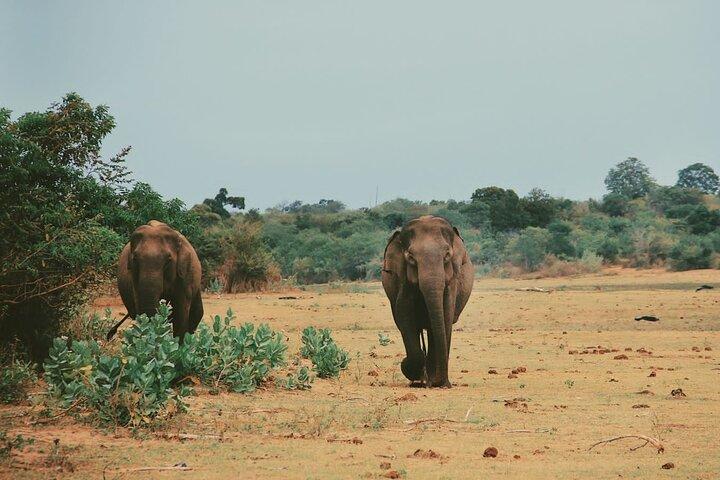 Udawalawe National Park Safari Tour