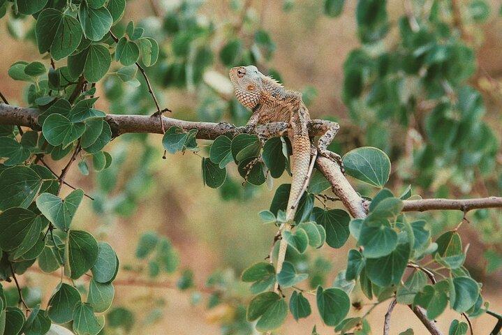 Udawalawe National Park Safari Tour
