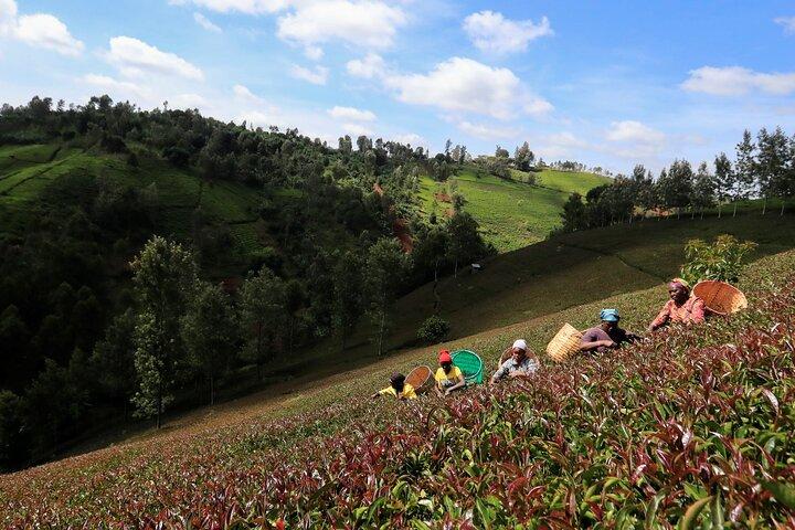 Purple Tea Farm Day Tour from Nairobi