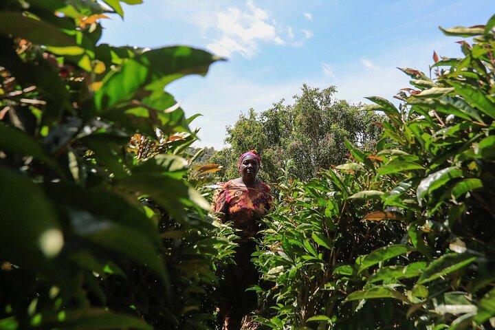 Day Tour to Kiambethu Tea Farm and Lunch