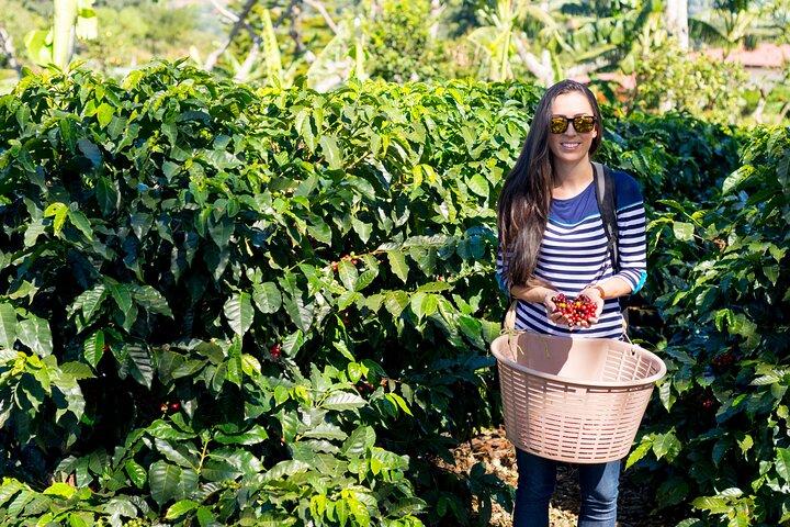 Kiambu Coffee Farm and Factory Guided Tour with Entry Fees