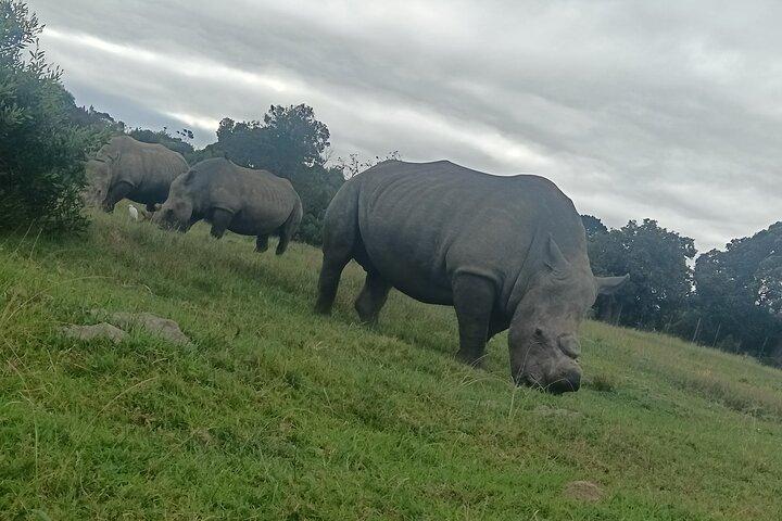 Kragga Kamma Game Park Safari Guided Tour in Port Elizabeth