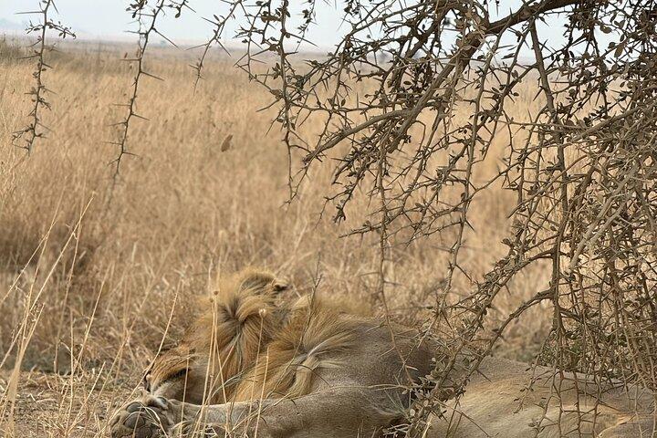 7 Days Tanzania Wild Life Safari Tour