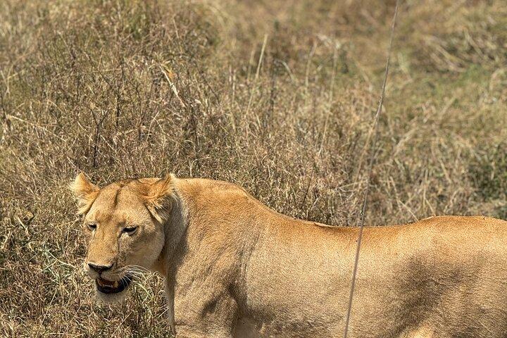 7 Days Tanzania Wild Life Safari Tour