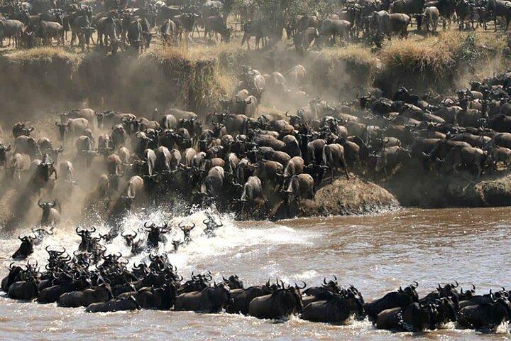 8 Day Mid Range Safari From Forests to the Migration Front