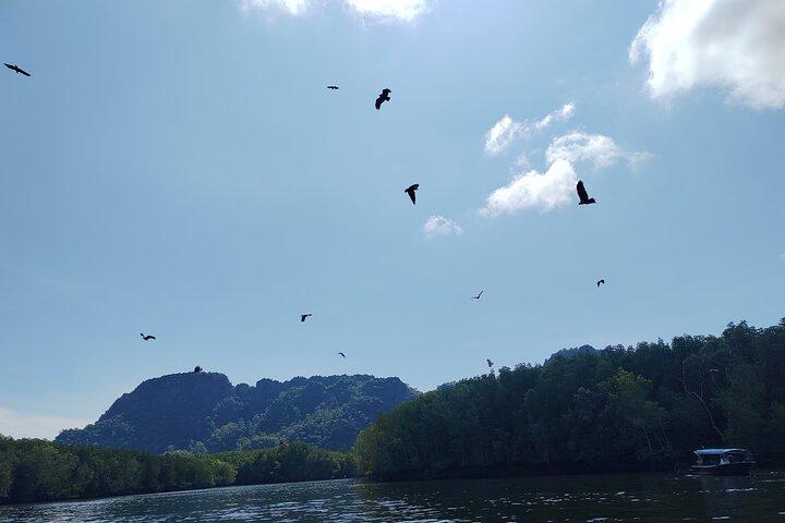 Langkawi Mangrove Boat Tour at Kilim Geoforest Park