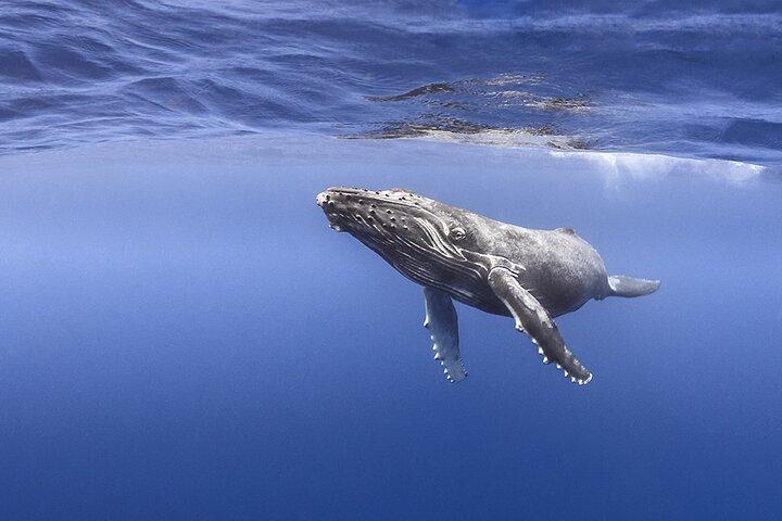 Majestic Encounter Respectful Whale Watching