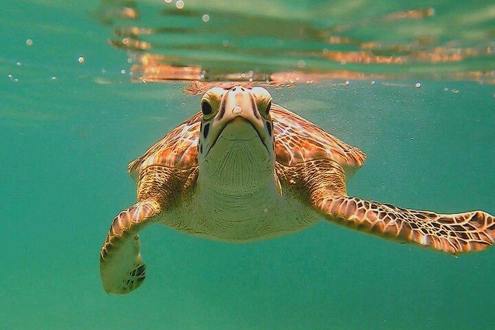 Swim with Turtles in Akumal + GoPro Photo Session
