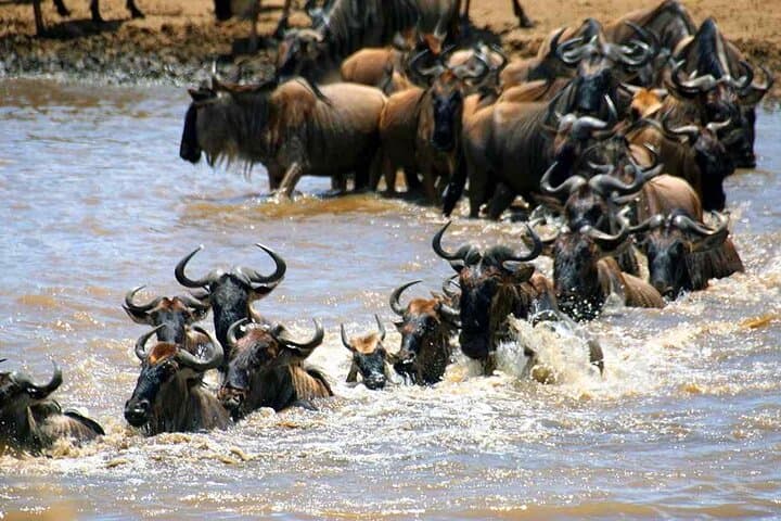 9 Days Wildlife and Scenic Safari