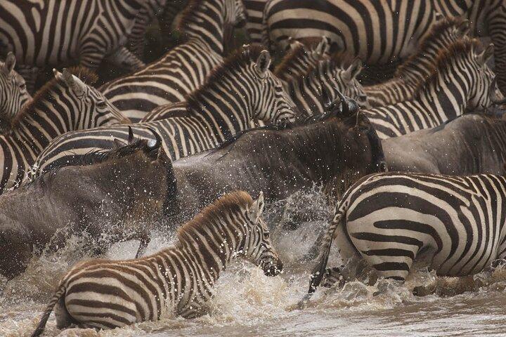 4 Days Masai Mara Wildebeest Migration Safari Land Cruiser Jeep