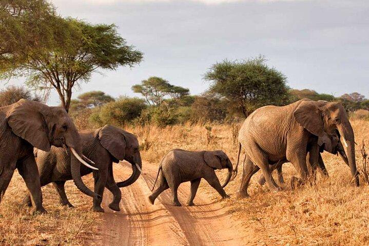 Solio Ranch Rhino Watch Safari Day Trip From Nairobi