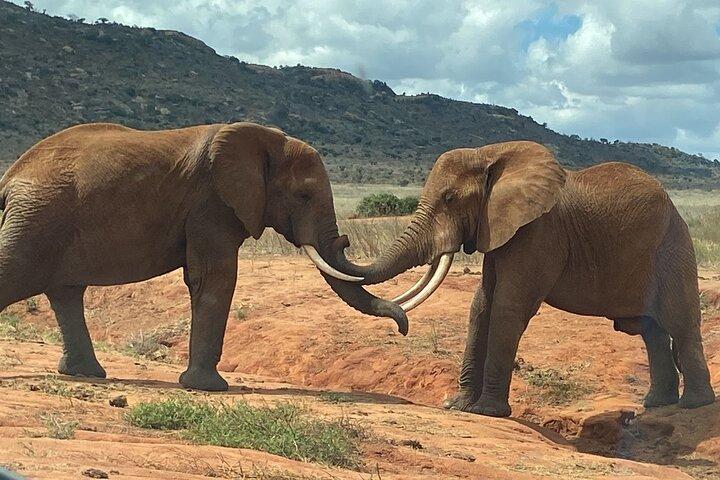 Tsavo East Safari 1 Day Trip from Mombasa or Diani